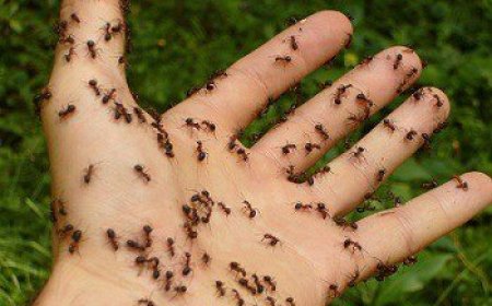 Keep Ants Away From Your Campsite and Tent (tips that work)