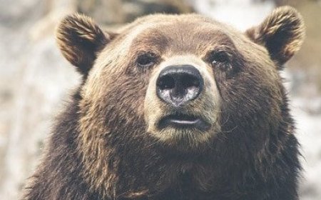 Can Bears Smell Through Cans?