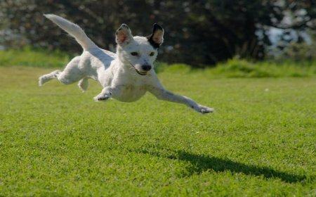 Go Dog Friendly Glamping for the Best Vacations in the US!