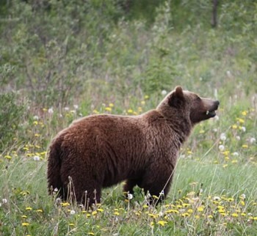Foods And Scents That Attract Bears ( Information To Keep You Safe )