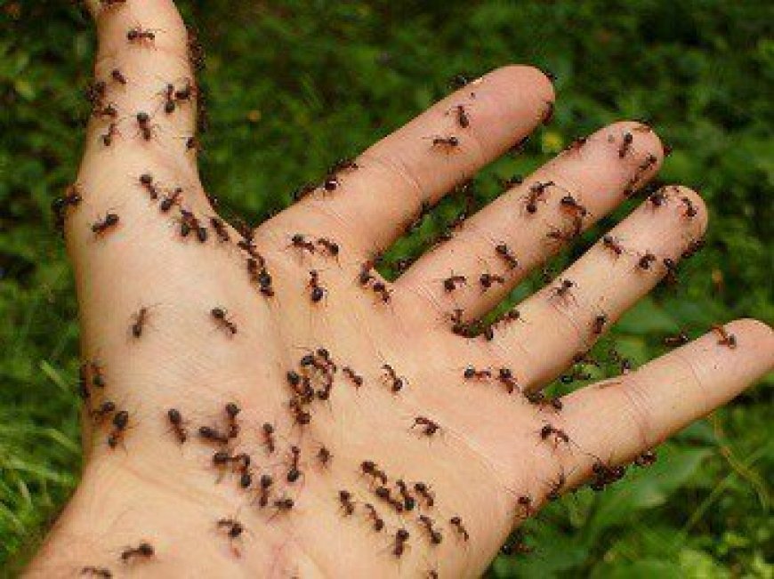 Keep Ants Away From Your Campsite and Tent (tips that work)
