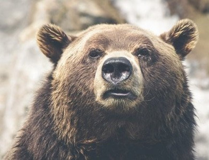 Can Bears Smell Through Cans?