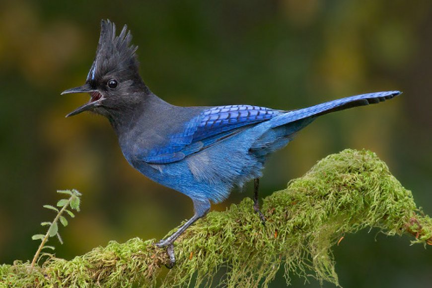 Who is Your Wildlife Companion In British Columbia?