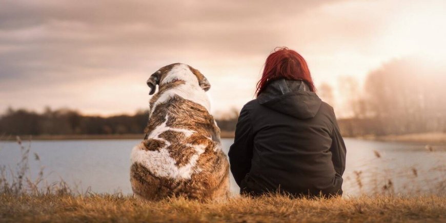 Top 5 Dog-Friendly Glamping Sites in California 2023