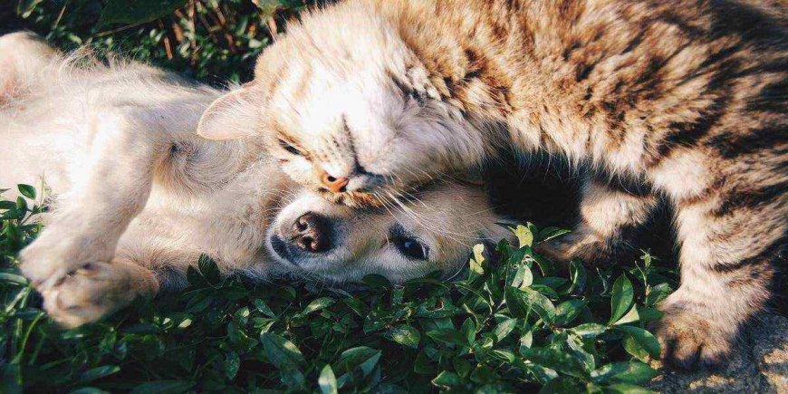 The Best Pet-Friendly Vacations for National Love Your Pet Day 2023