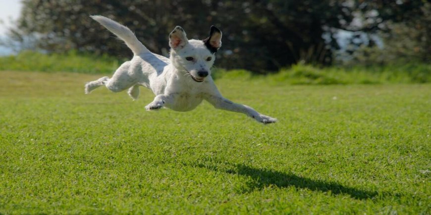 Go Dog Friendly Glamping for the Best Vacations in the US!