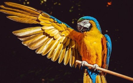 Best Tropical Destinations with Exotic Birds for Go Birding Day and World Penguin Day, 2021