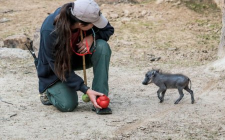 The Dallas Zoo Has a New Baby Warthog — and She’s Adorable