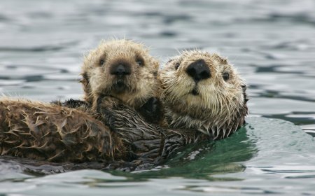 California Sea Otters Are Dying. Your Cat’s Poop Could Be to Blame.
