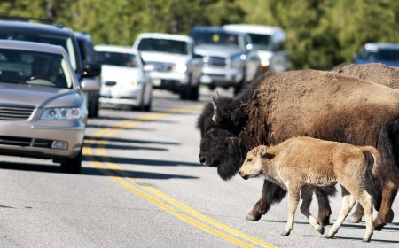 It May Soon Be Illegal to Drive Through Some U.S. National Parks