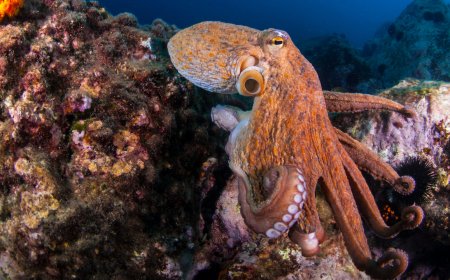 This Company is Opening the World’s First Octopus Farm. Is it Ethical?
