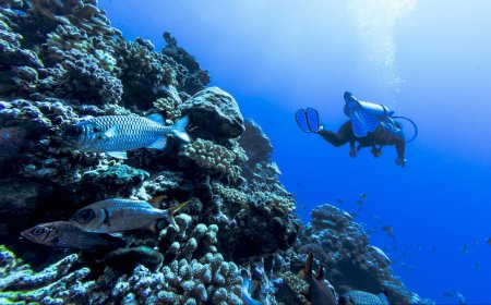 15 Best Places to Scuba Dive on Earth