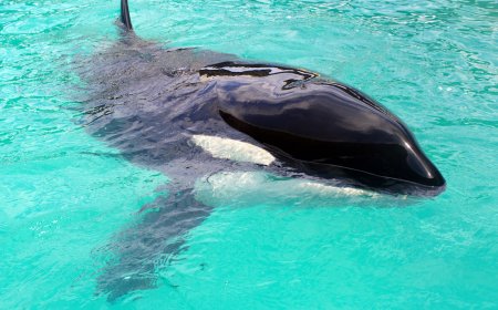 Miami Seaquarium Will Release Lolita the Orca After 50 Years in Captivity