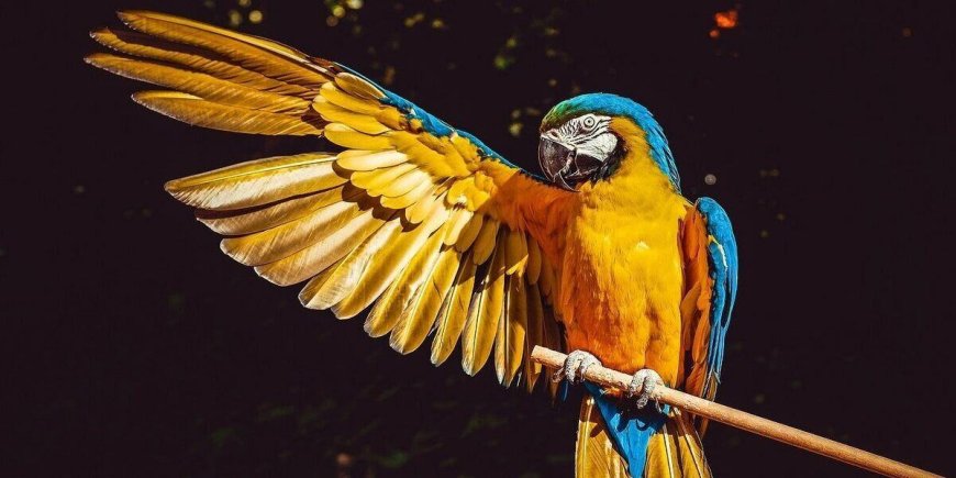 Best Tropical Destinations with Exotic Birds for Go Birding Day and World Penguin Day, 2021
