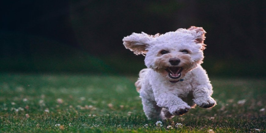 The 3 Puppy Essentials For Pet-Friendly Vacations in 2023