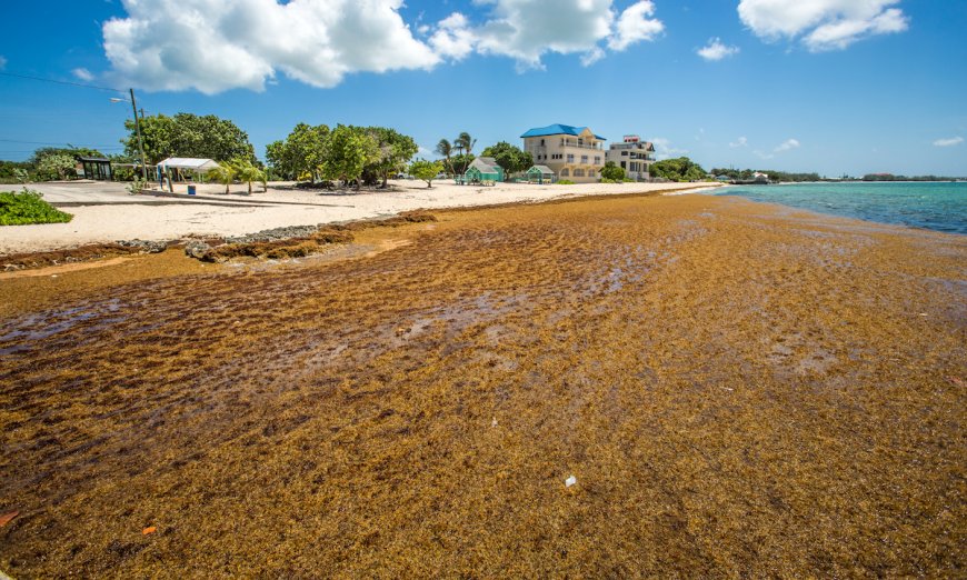 5,000-Mile-Wide Seaweed Blob Headed for Florida Beaches