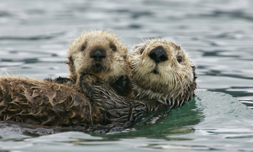 California Sea Otters Are Dying. Your Cat’s Poop Could Be to Blame.
