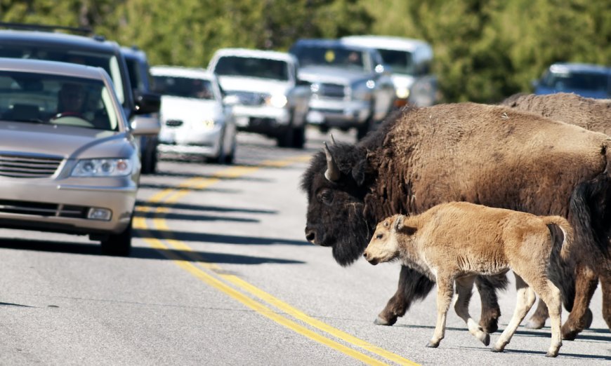 It May Soon Be Illegal to Drive Through Some U.S. National Parks
