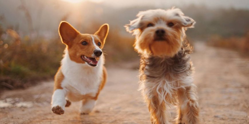 The Best Dog-Friendly Hikes for Active Dog Month, 2023