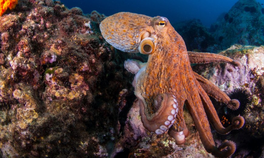 This Company is Opening the World’s First Octopus Farm. Is it Ethical?