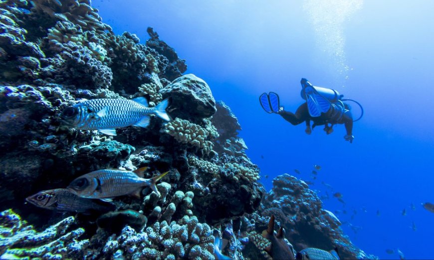 15 Best Places to Scuba Dive on Earth