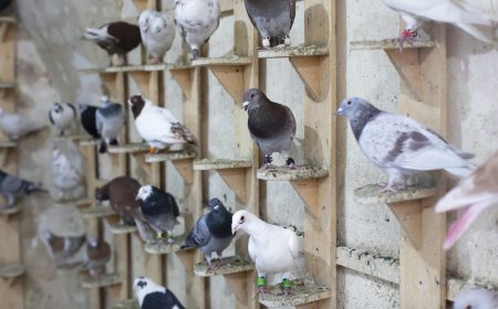 This Remote Police Force Still Uses Carrier Pigeons