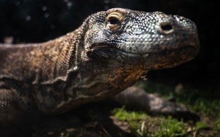 Paleontologists Speak Up: T. Rex Actually Looked More Like Barney