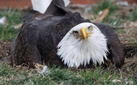This Missouri Bald Eagle Built a Nest to Incubate His Favorite Rock