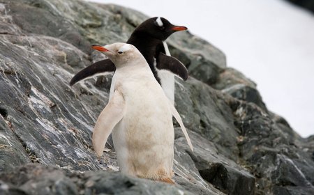 A Rare Blonde Penguin Was Spotted in Antarctica. The Photos Are Bizarre.