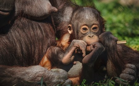 When An Orangutan Mom Struggled to Nurse, Her Zookeeper Taught Her How