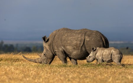 If You Ever Wanted to Buy 2,000 Rhinos, Now’s the Time to Score a Deal