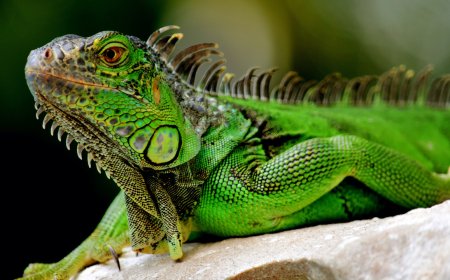 Cake-Stealing Wild Iguana Bites Girl, Gives Her Fish Tuberculosis