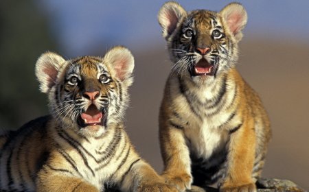 These Tiny Tiger Cubs Are In Training to Be Released Into the Wild