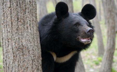 This New Vending Machine in Japan Sells—Bear Meat?