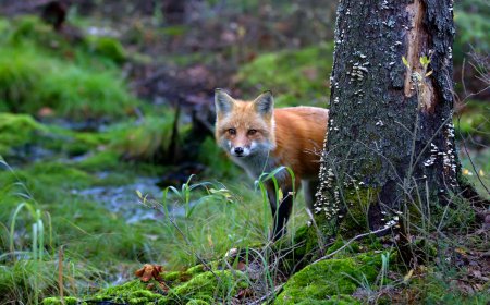In London, Foxes Are Breaking Into Houses and Napping On People’s Couches