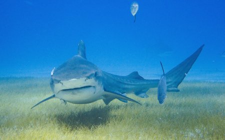 Scientists Decide to Strap Cameras to Sharks—and Make Wild New Discovery