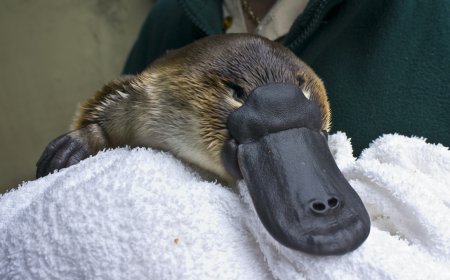 Australian Guy Steals Platypus And Shows it Off Around Town