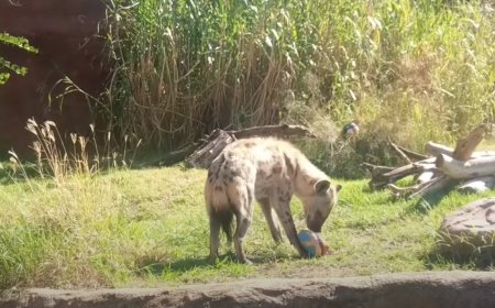 WATCH: Adorable Zoo Animals Hunt for Easter Eggs