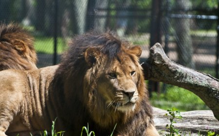 Six Flags Great Adventure Is Under Scrutiny From The Federal Government