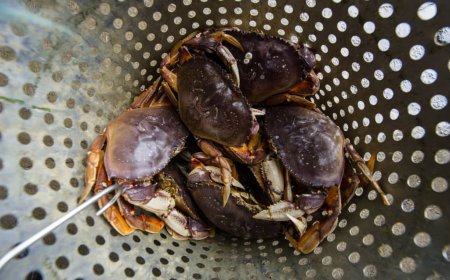 Recipe: Go Sea-to-Table With Delicious Beer-Steamed Dungeness Crab