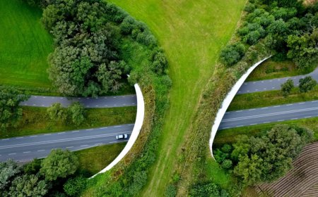 Wildlife Corridor Project Launched To Protect Animals From Busy Roads