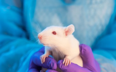 New PETA Simulator Subjects You to Alien Probes