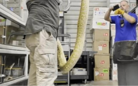 Group Says Florida Officers Killed 34 Snakes by Mistake