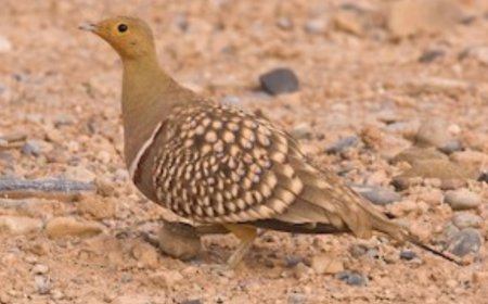 How This Bird Carries Water Could Change the Way We Run