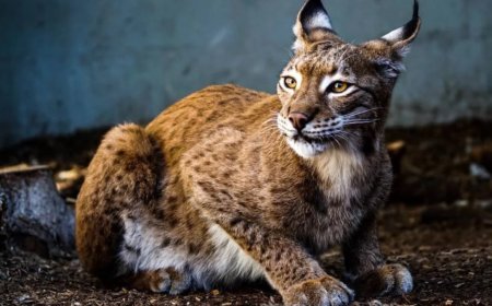 Could Lynx Save Scotland’s Last Ice Age Trees?