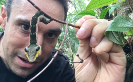 This Adorable Caterpillar Turns Into A Pit Viper When Threatened
