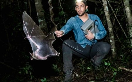 Bat Signals: 5 Takeaways From The First-Ever ‘State of Bats’ Report