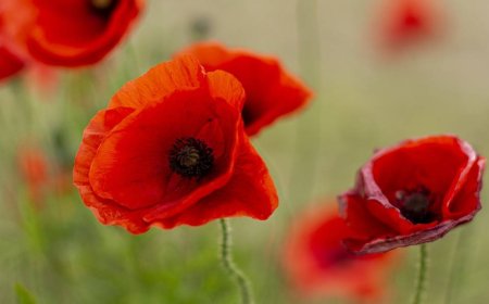 Anzac Day Commemoration, 2023