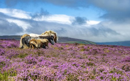 WATCH: Actor Michael Sheen Helps Wales Rebrand One of the UK’s Most Rugged National Parks
