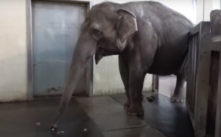 Watch: This Elephant Has Figured Out How to Peel Bananas
